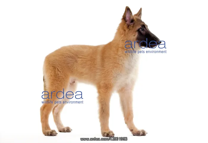 : Dog -SBelgian ShepherdS / Sheepdog : Dog -SBelgian ShepherdS / Sheepdog