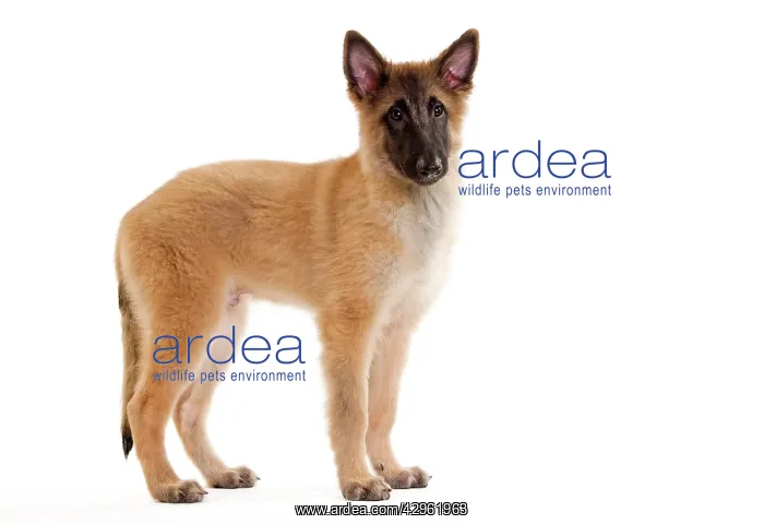 : Dog -SBelgian ShepherdS / Sheepdog : Dog -SBelgian ShepherdS / Sheepdog