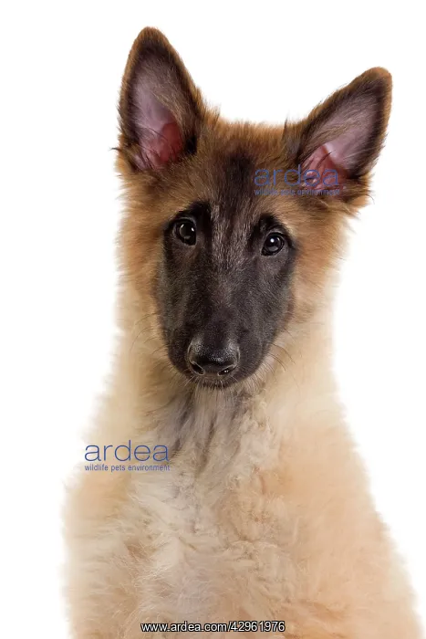 : Dog -SBelgian ShepherdS / Sheepdog : Dog -SBelgian ShepherdS / Sheepdog