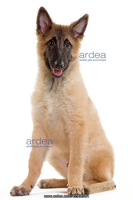 : Dog -SBelgian ShepherdS / Sheepdog : Dog -SBelgian ShepherdS / Sheepdog