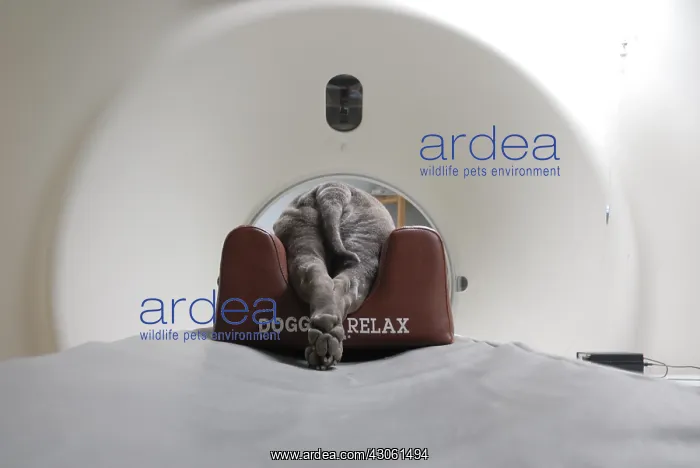 : Dog from a scanner under general anesthesia : Dog from a scanner under general anesthesia