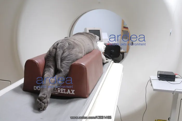 : Dog from a scanner under general anesthesia : Dog from a scanner under general anesthesia