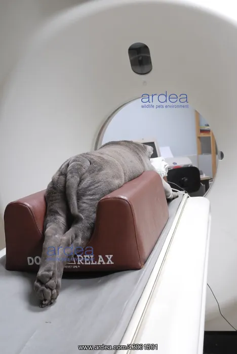 : Dog from a scanner under general anesthesia : Dog from a scanner under general anesthesia