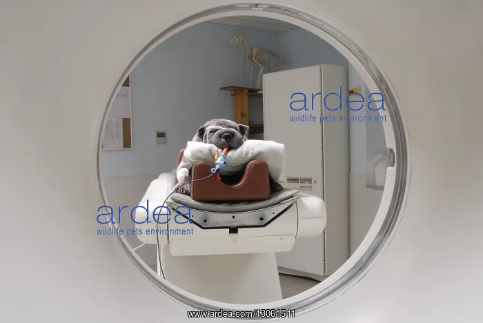 : Dog from a scanner under general anesthesia : Dog from a scanner under general anesthesia