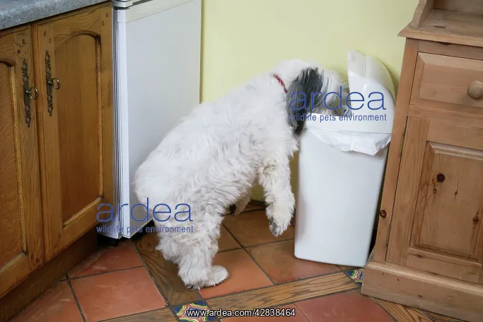 : DOG - scavenging from waste bin in the home : DOG - scavenging from waste bin in the home