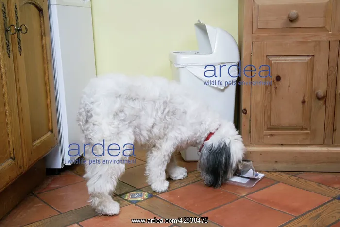  : DOG - scavenging from waste bin in the home