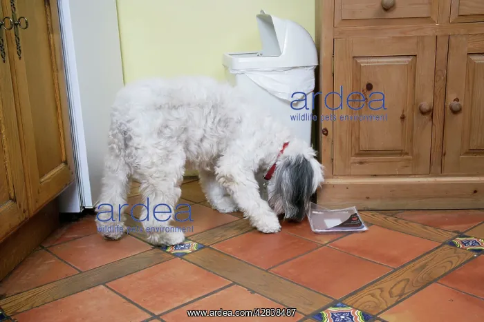  : DOG - scavenging from waste bin in the home