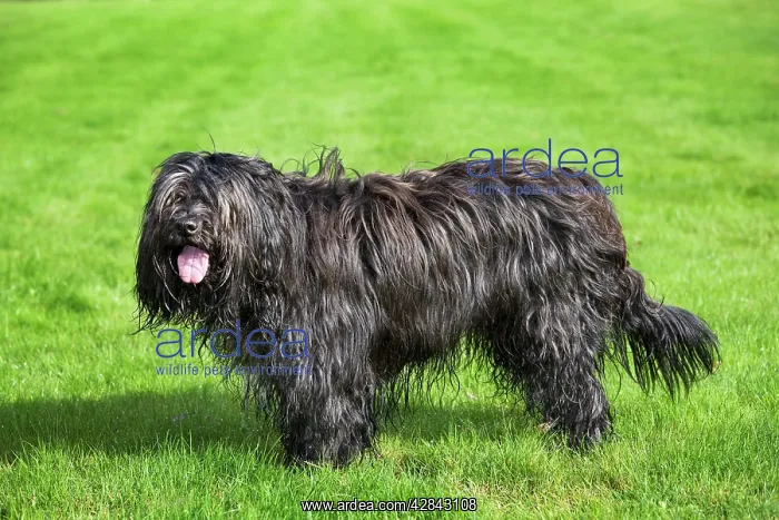  : Dog - Schapendoes or Dutch Sheepdog