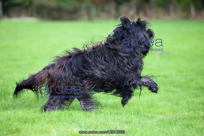 : Dog - Schapendoes or Dutch Sheepdog running : Dog - Schapendoes or Dutch Sheepdog running