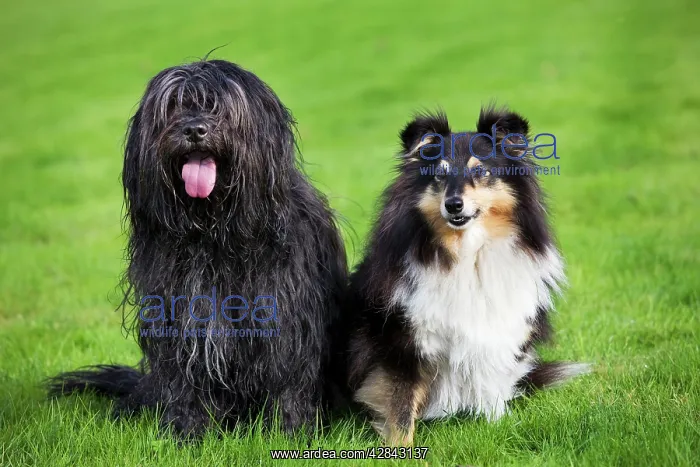  : Dog - Schapendoes or Dutch Sheepdog with sheltie