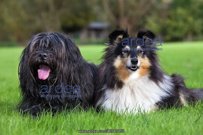  : Dog - Schapendoes or Dutch Sheepdog with sheltie