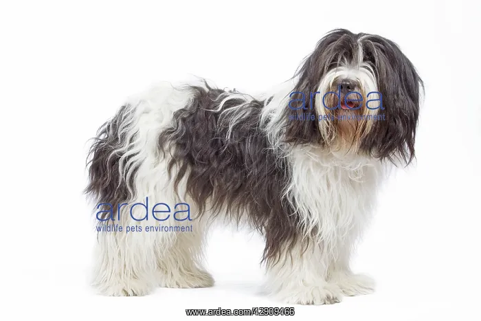  : Dog - Schapendoes or Dutch Sheepdog in studio