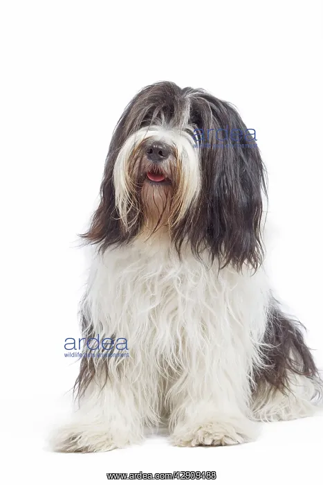 : Dog - Schapendoes or Dutch Sheepdog in studio : Dog - Schapendoes or Dutch Sheepdog in studio