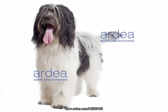 : Dog - Schapendoes or Dutch Sheepdog in studio : Dog - Schapendoes or Dutch Sheepdog in studio
