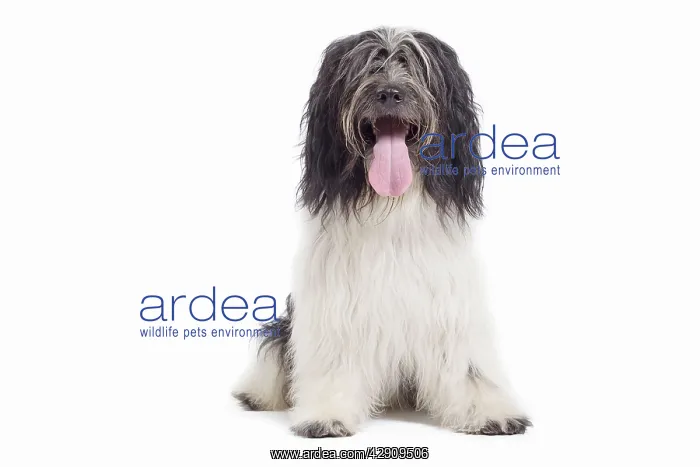 : Dog - Schapendoes or Dutch Sheepdog in studio : Dog - Schapendoes or Dutch Sheepdog in studio