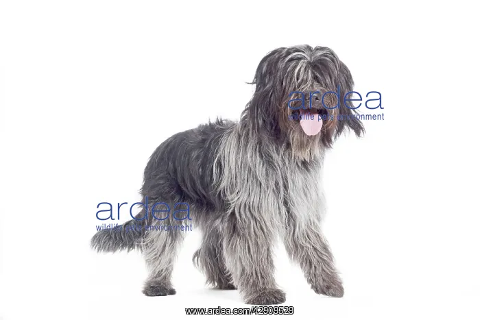 : Dog - Schapendoes or Dutch Sheepdog in studio : Dog - Schapendoes or Dutch Sheepdog in studio