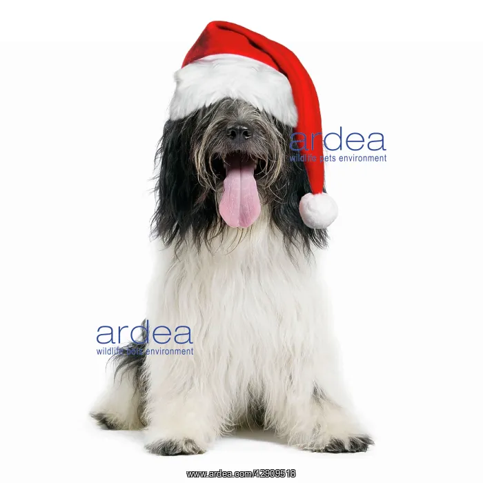 : Dog - Schapendoes or Dutch Sheepdog wearing Christmas hat : Dog - Schapendoes or Dutch Sheepdog wearing Christmas hat