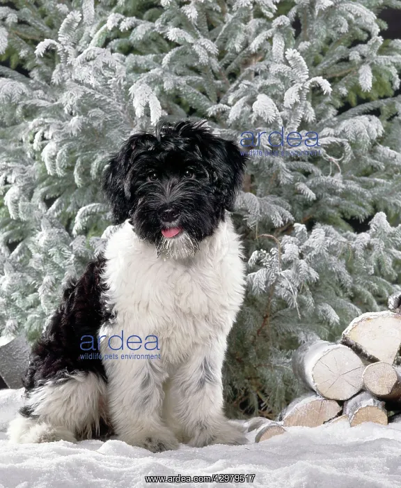  : Dog - Schapendoes puppy