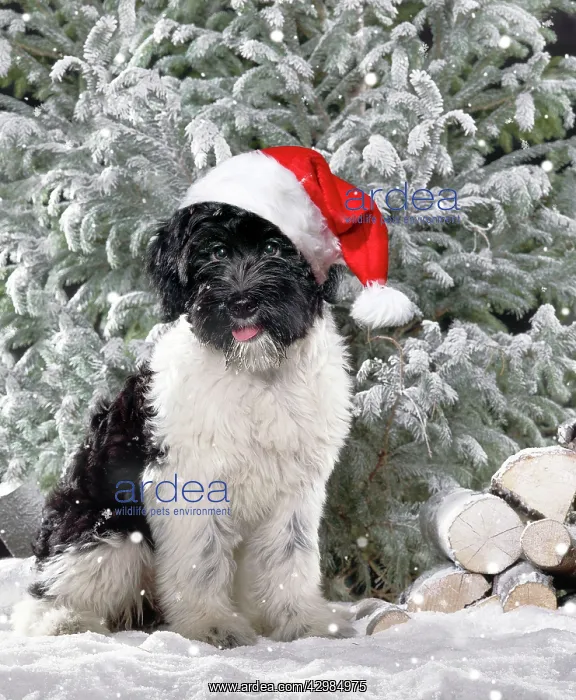 : Dog - Schapendoes puppy : Dog - Schapendoes puppy
