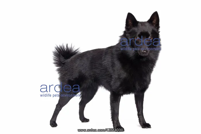 : Dog - Schipperke : Dog - Schipperke