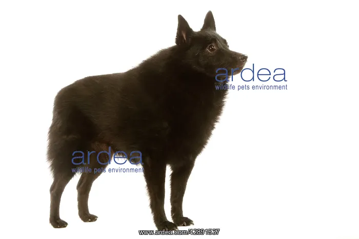 : Dog - Schipperke : Dog - Schipperke
