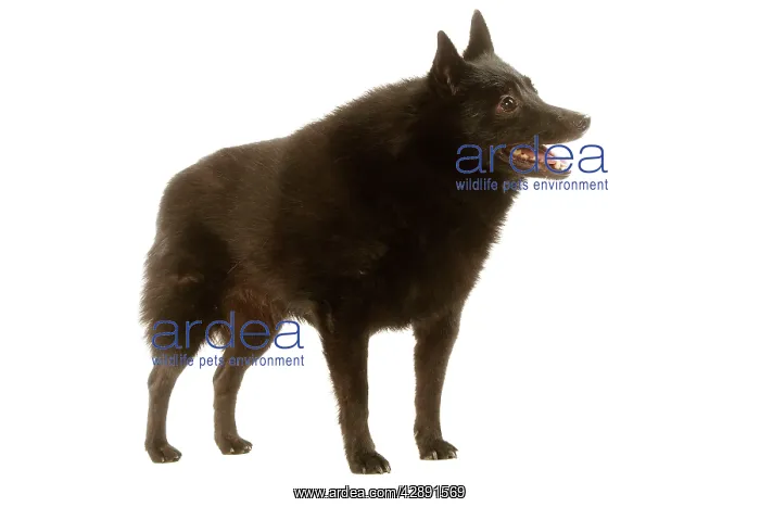 : Dog - Schipperke : Dog - Schipperke