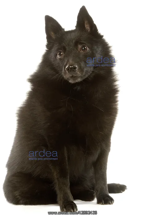 : Dog - Schipperke : Dog - Schipperke