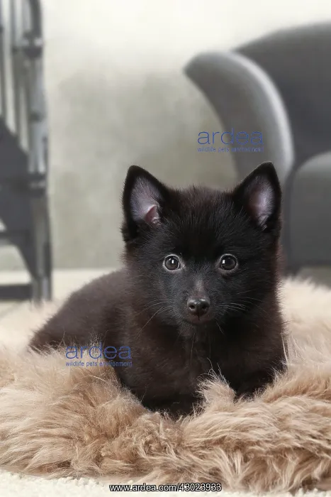  : Dog Schipperke puppy