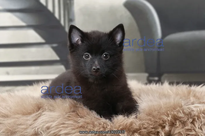  : Dog Schipperke puppy