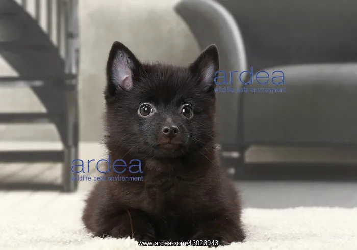  : Dog Schipperke puppy