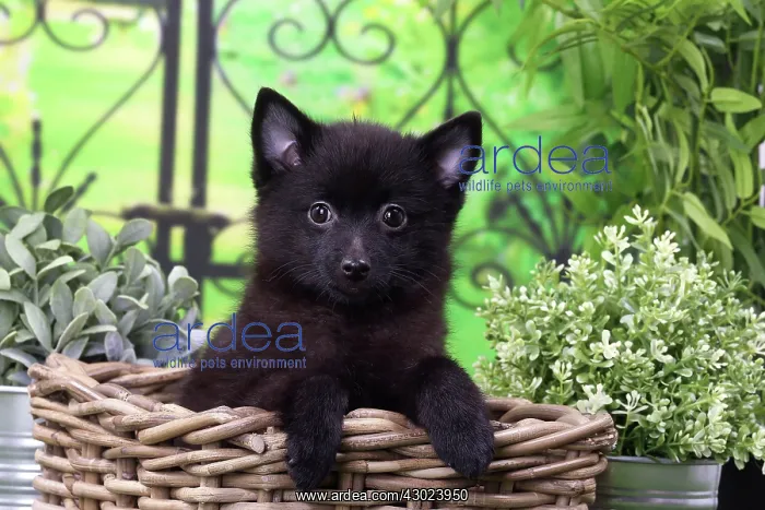  : Dog Schipperke puppy
