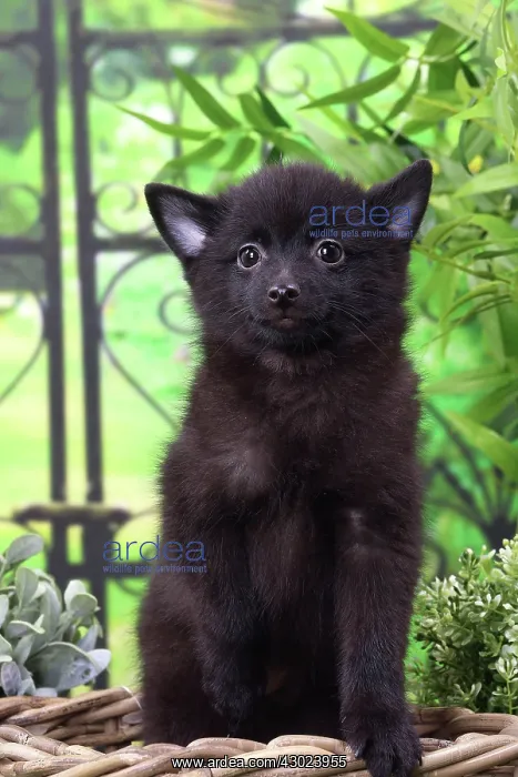  : Dog Schipperke puppy
