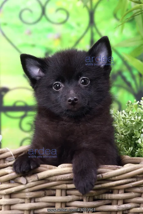 : Dog Schipperke puppy : Dog Schipperke puppy