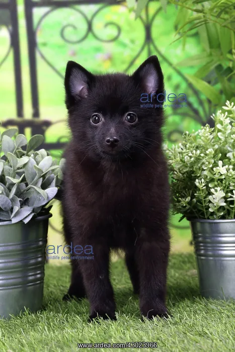  : Dog Schipperke puppy