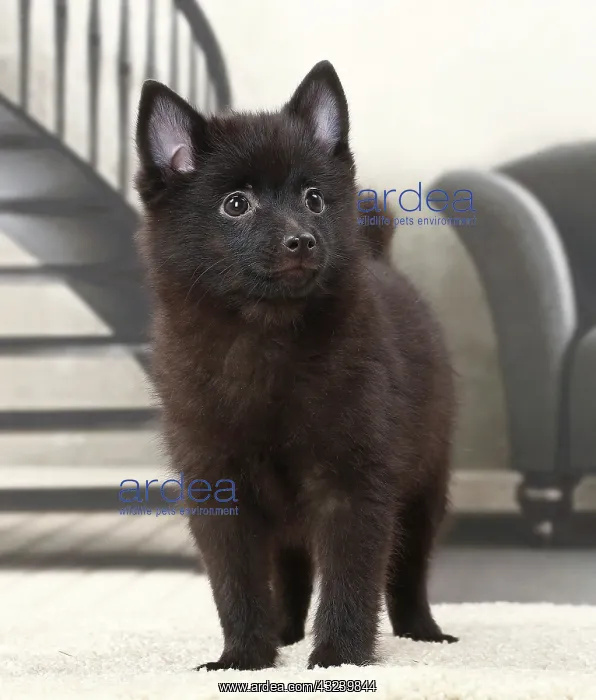  : Dog Schipperke puppy