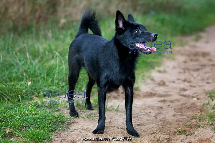  : Dog - Schipperke or Spitske