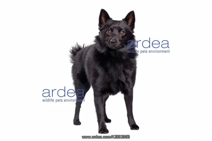 : Dog - Schipperke in studio : Dog - Schipperke in studio