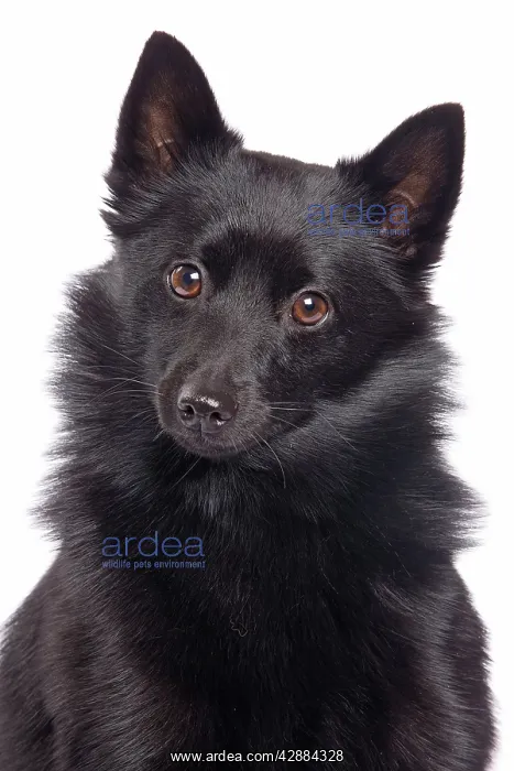 : Dog - Schipperke in studio : Dog - Schipperke in studio
