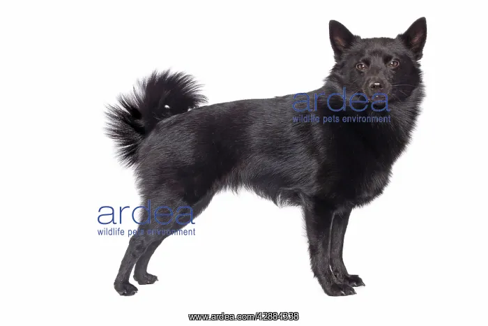 : Dog - Schipperke in studio : Dog - Schipperke in studio