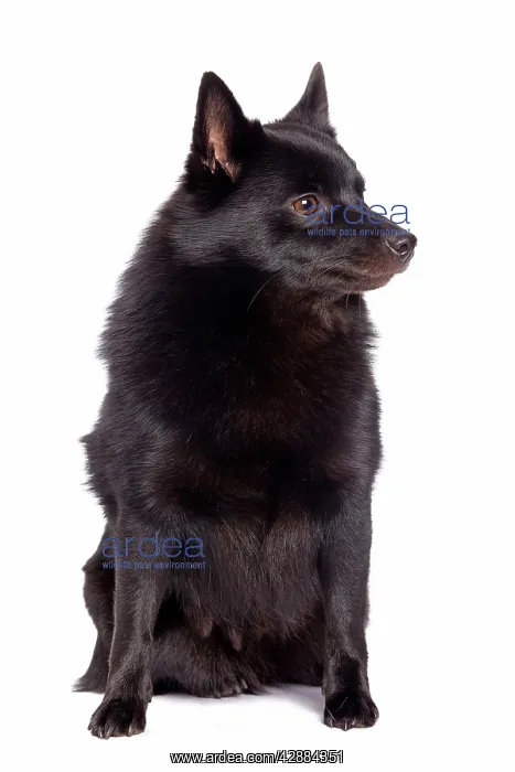 : Dog - Schipperke in studio : Dog - Schipperke in studio