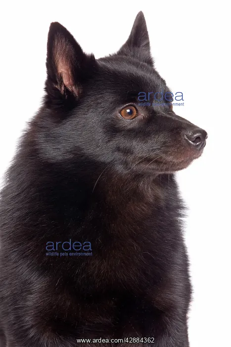 : Dog - Schipperke in studio : Dog - Schipperke in studio