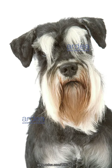 : Dog - Schnauzer : Dog - Schnauzer