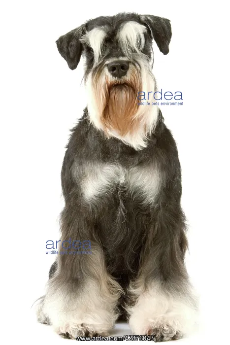  : Dog - Schnauzer