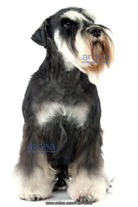: Dog - Schnauzer : Dog - Schnauzer