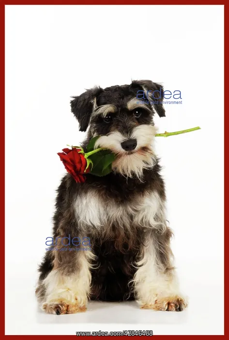 : DOG Schnauzer holding rose : DOG Schnauzer holding rose