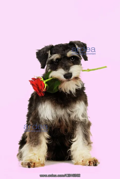: DOG. Schnauzer holding rose : DOG. Schnauzer holding rose