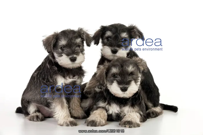 : DOG - Schnauzer puppies : DOG - Schnauzer puppies