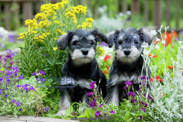: DOG - Schnauzer puppies : DOG - Schnauzer puppies