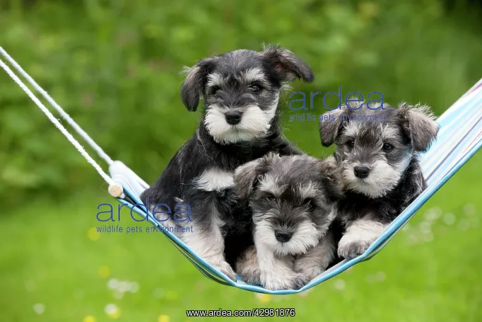 : DOG - Schnauzer puppies : DOG - Schnauzer puppies