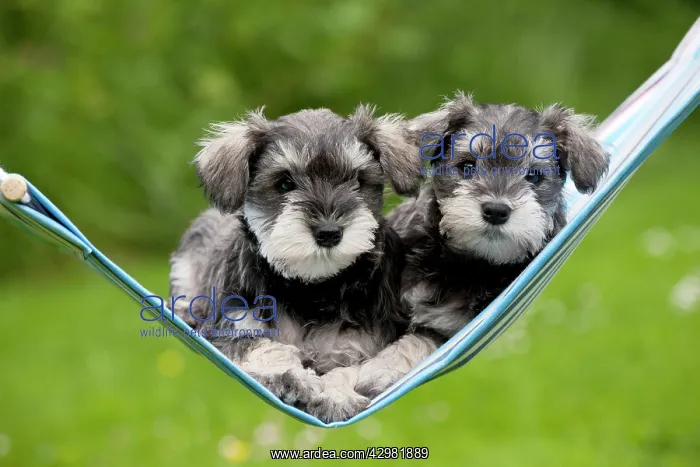 : DOG - Schnauzer puppies : DOG - Schnauzer puppies